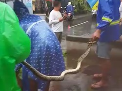 Pamerkan Tangkapan, Remaja di Bali Dililit Ular Hingga Tak Sadar