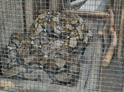 Petugas Damkar Evakuasi Ular Sanca di Pasar Rebo