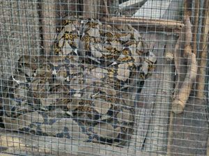 Petugas Damkar Evakuasi Ular Sanca di Pasar Rebo Petugas Damkar Evakuasi Ular Sanca di Pasar Rebo