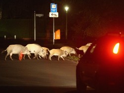 Rombongan Babi Hutan Menyeberang Jalan, Polisi Sampai Harus Turun Tangan