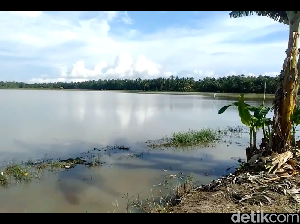 Curah Hujan Tinggi, Puluhan Hektare Sawah di Mateng Mamuju Terendam Banjir