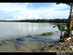 Curah Hujan Tinggi, Puluhan Hektare Sawah di Mateng Mamuju Terendam Banjir
