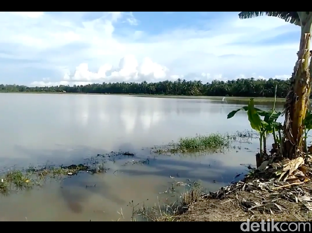Curah Hujan Tinggi, Puluhan Hektare Sawah di Mateng Mamuju Terendam Banjir Curah Hujan Tinggi, Puluhan Hektare Sawah di Mateng Mamuju Terendam Banjir