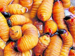 Penelitian Terbaru Ini Klaim Manusia Harus Makan Cacing di Masa Depan