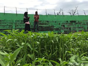 Stadion Andi Mattalatta Ditanami Sayur, Ini Tanggapan Pemprov Sulsel