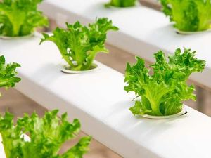 Cara Bercocok Tanam Hidroponik Sederhana di Rumah Selama New Normal