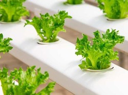 Cara Bercocok Tanam Hidroponik Sederhana di Rumah Selama New Normal