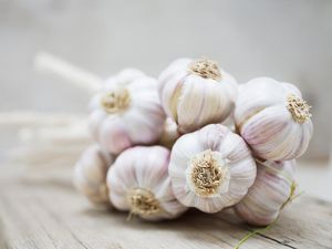 13 Manfaat Bawang Putih untuk Kesehatan Tubuh 13 Manfaat Bawang Putih untuk Kesehatan Tubuh