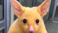 Foto: Pikachu di Dunia Nyata