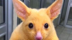Foto: Pikachu di Dunia Nyata