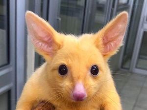Foto: Pikachu di Dunia Nyata Foto: Pikachu di Dunia Nyata