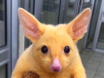 Foto: Pikachu di Dunia Nyata