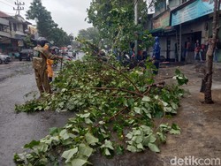 Hujan Deras Disertai Angin, 11 Pohon di Surabaya Bertumbangan