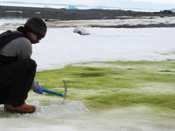 Pemanasan Global Malah Hijaukan Antartika
