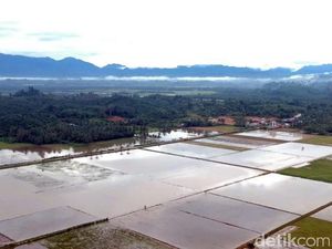 Puluhan Hektare Sawah Terendam Banjir, Petani Mateng Minta Irigasi