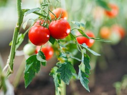 Kenapa Tanaman Tomat Harus Dipangkas? Ini Tujuan dan Cara Pangkasnya