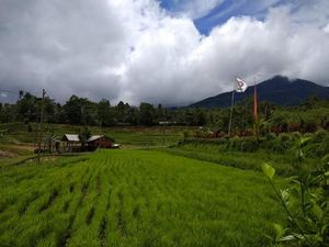 Keindahan Persawahan Jatiluwih Tabanan