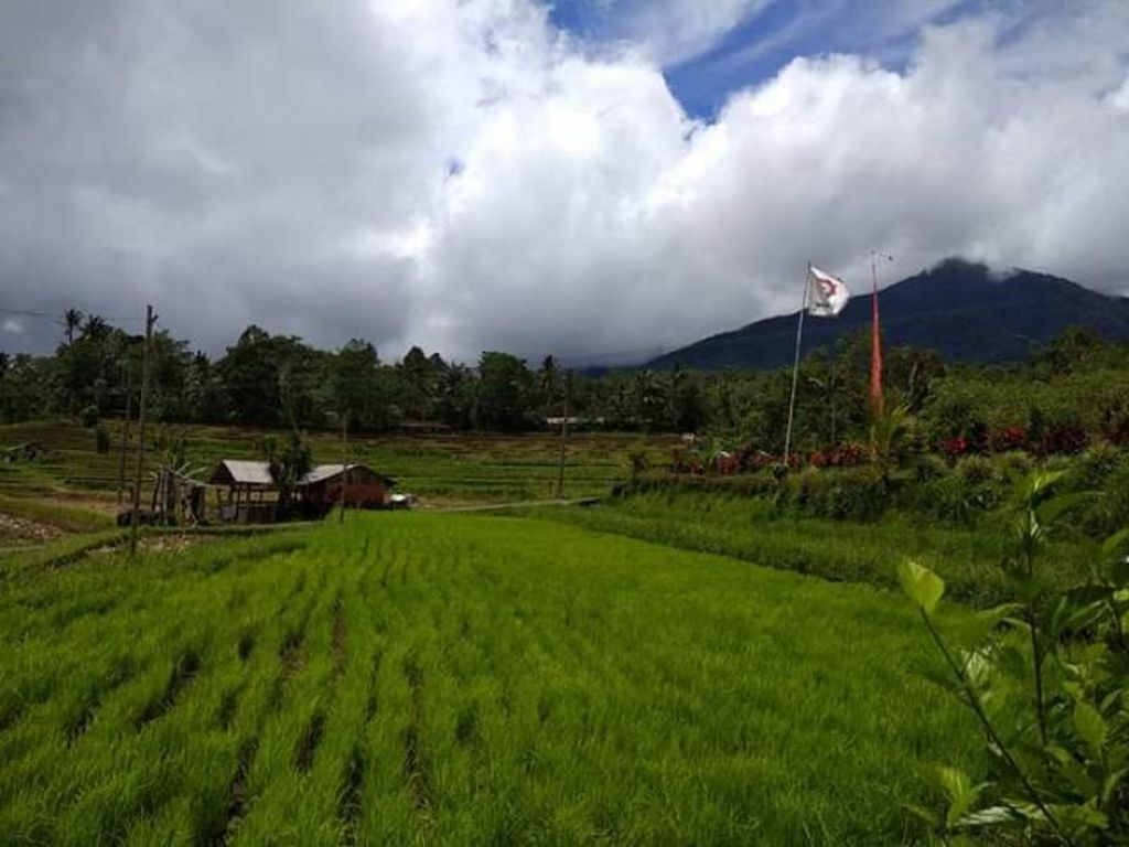 Keindahan Persawahan Jatiluwih Tabanan Keindahan Persawahan Jatiluwih Tabanan