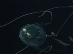 Cuma Seujung Kuku, Ini Binatang Paling Mematikan di Dunia