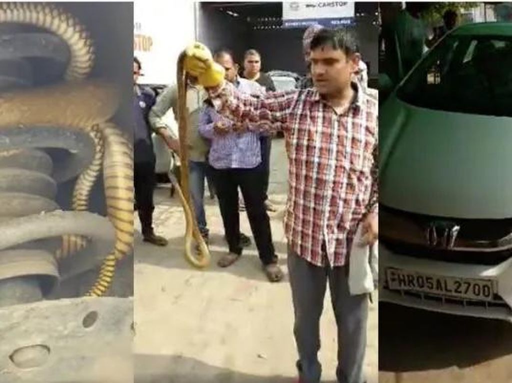 Hii.. Ular Ngumpet di Suspensi Mobil Hii.. Ular Ngumpet di Suspensi Mobil