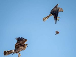 Epik! Elang Bertukar Buruan di Udara