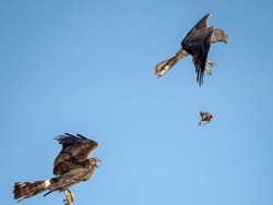 Epik! Elang Bertukar Buruan di Udara