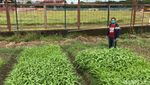 Penampakan Stadion Andi Mattalatta yang Ditanami Sayur