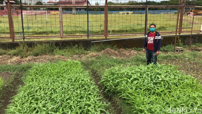 Stadion Andi Mattalata Stadion Andi Mattalata ditanami sayur.