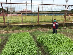 Shopee Liga 1 Rehat, Kandang PSM Makassar Ditanami Sayur!
