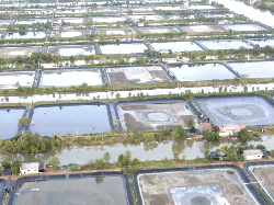 Jalan Panjang Asa Petambak Udang Menuju Kemandirian