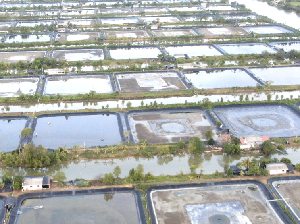 Jalan Panjang Asa Petambak Udang Menuju Kemandirian Jalan Panjang Asa Petambak Udang Menuju Kemandirian
