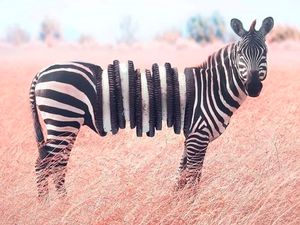 Photoshop Hewan Jejadian yang Menggelikan Photoshop Hewan Jejadian yang Menggelikan