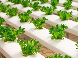 Mengintip Kebun Hidroponik Model Polresta Sukabumi