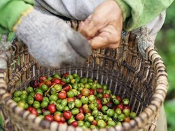 Lampung Barat Rumah Kopi Favorit Dunia