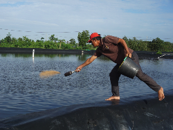 Banyak PHK, Budidaya Udang Vaname Bisa Untung Puluhan Juta