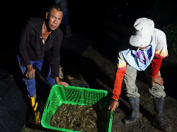 Brrr! Ini Sensasi Panen Udang Tengah Malam dengan Hasil Belasan Juta