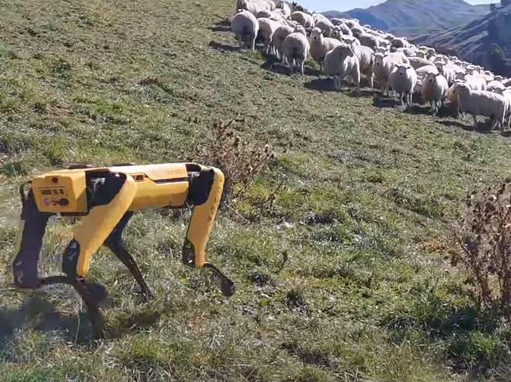 Canggih, Robot Ini Jadi Gembala Kawanan Domba Canggih, Robot Ini Jadi Gembala Kawanan Domba