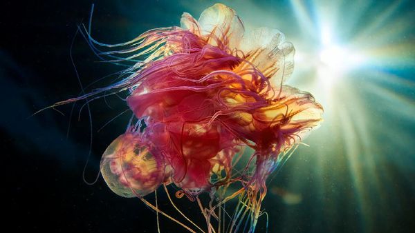 Penampakan Makhluk Bawah Laut yang Bikin Mata Terpana