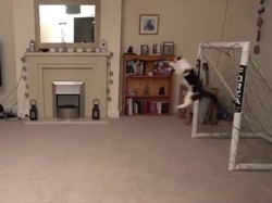 Ini Meownuel Neuer, Kucing yang Jago Jadi Kiper