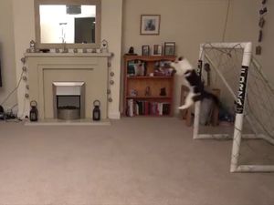 Ini Meownuel Neuer, Kucing yang Jago Jadi Kiper Ini Meownuel Neuer, Kucing yang Jago Jadi Kiper