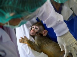 Demi Vaksin Corona Murah, Thailand Uji Cobakan ke Monyet