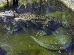 Selamat dari Perang, Buaya yang Diduga Milik Hitler Mati di Usia 84 Tahun