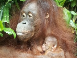 Satwa Dilindungi Lahir di Tengah Pandemi, Orang Utan Hingga Kasuari
