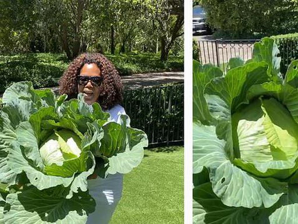 Keren! Oprah Winfrey Panen Kubis Jumbo di Kebun Miliknya
