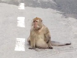 Viral Monyet Besar Berkeliaran di Jalanan Kota Medan, Kok Bisa?