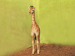 Lahir di Tengah Pandemi, Bayi Jerapah di Bali Safari Diberi Nama Corona