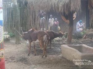 Rupa Sabana Ketika Dipindah ke Kebun Binatang