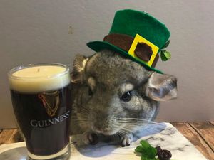 Foto: Ragam Parodi Manusia Saat Lockdown oleh Hamster