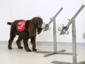 Anjing Tengah Dilatih Agar Bisa Endus Bau Orang yang Terkena Corona