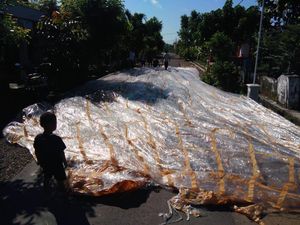 Balon Udara yang Diduga dari Ponorogo Jatuh dan Rusak Padi Warga Madiun